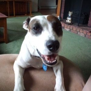 Meet your Posher, Bill